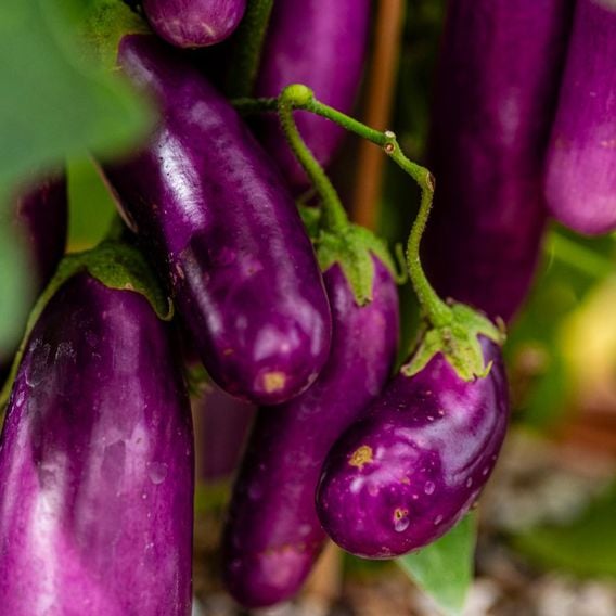 Aubergine 'Lilac Wand' - Seeds