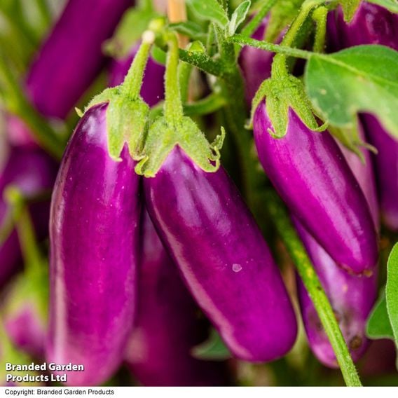 Aubergine 'Lilac Wand'