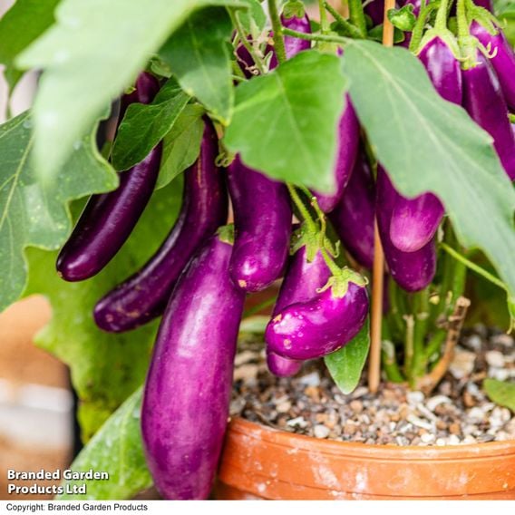 Aubergine 'Lilac Wand'
