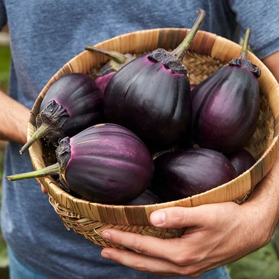 Aubergine 'Meatball' (Grafted)