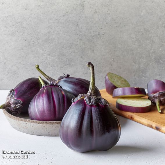 Aubergine 'Meatball' (Grafted)