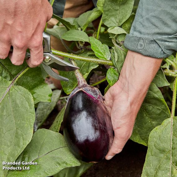 Aubergine 'Meatball' (Grafted)