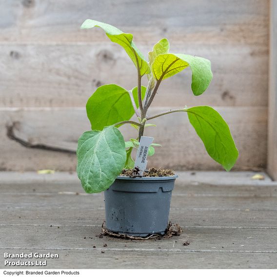 Aubergine 'Meatball' (Grafted)