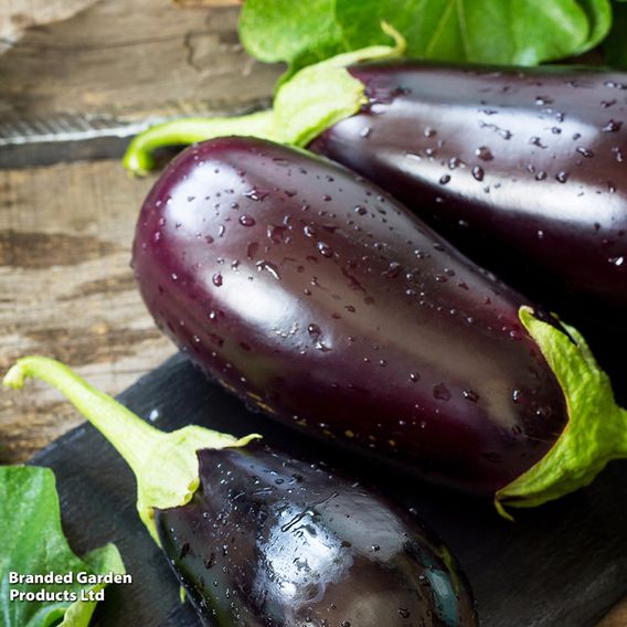Aubergine 'Scorpio' (Grafted)