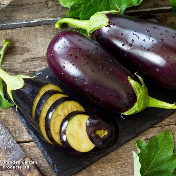 Aubergine 'Scorpio' (Grafted)