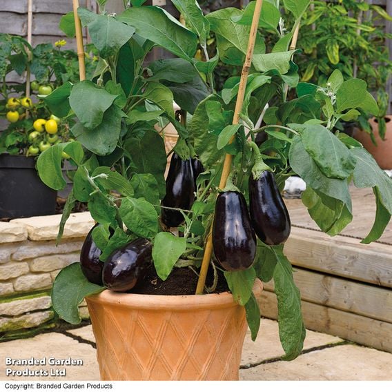 Aubergine 'Scorpio' (Grafted)