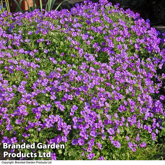 Aubrieta cultorum 'Cascade Purple'