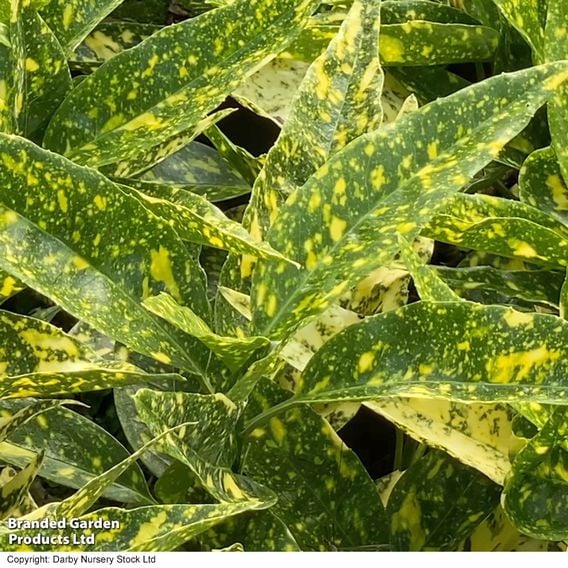 Aucuba japonica 'Golden Girl'