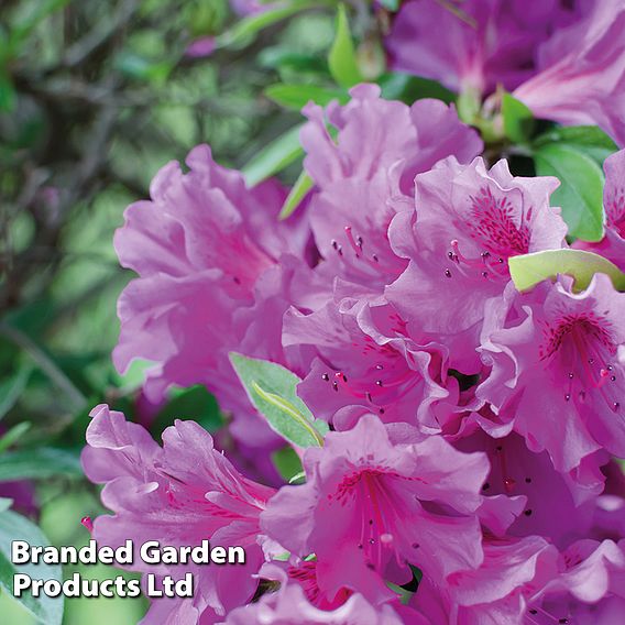 Azalea Dwarf Lilac