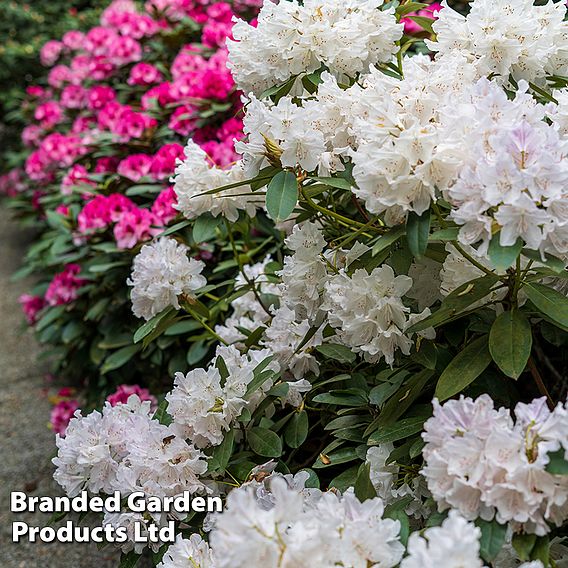 Azalea 'Dwarf White'