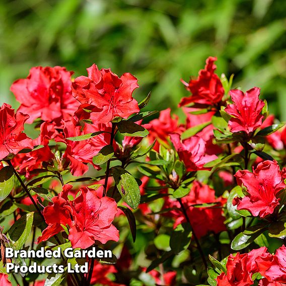 Azalea 'Japanese Red'