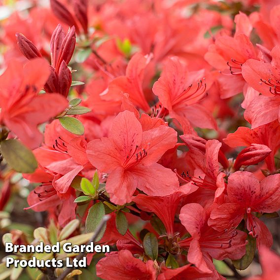 Rhododendron 'Orange King'