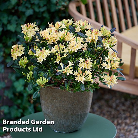 Azalea mollis 'Parfumollis Yellow'