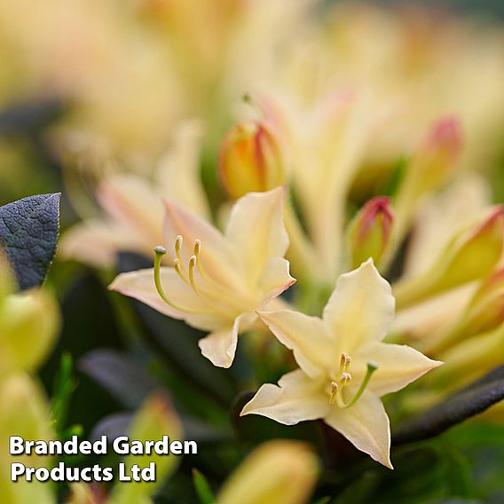 Azalea mollis 'Parfumollis Yellow'