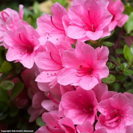 Azalea 'Dwarf Pink'
