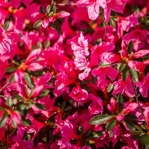 Azalea 'Dwarf Pink'