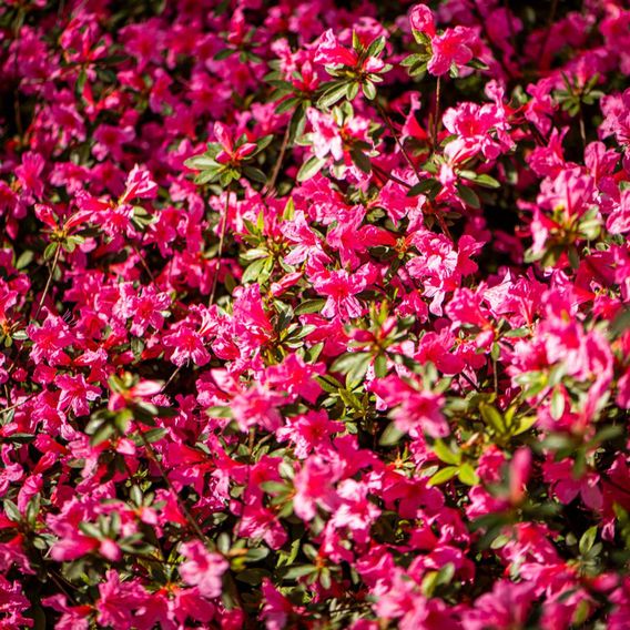 Azalea 'Dwarf Pink'