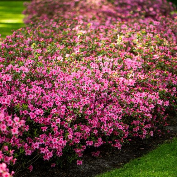 Azalea 'Dwarf Pink'