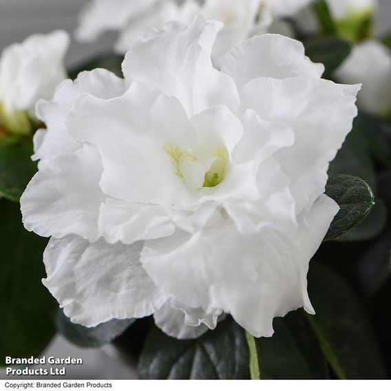 Azalea japonica 'White'