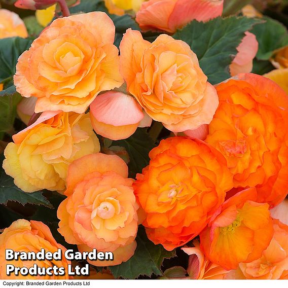 Begonia x tuberhybrida 'Apricot Shades Improved' F1 Hybrid