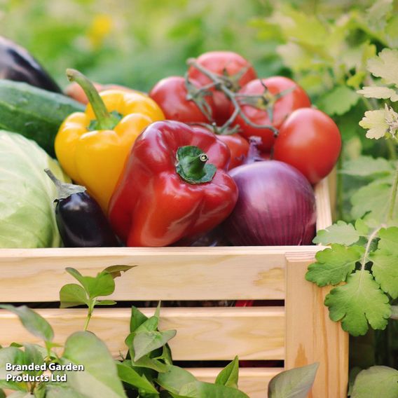 Nurseryman's Choice Vegetables for Small Spaces