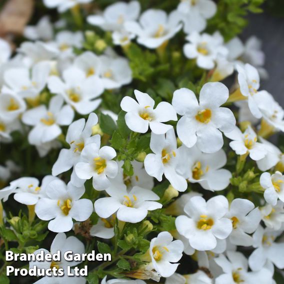 Bacopa 'Baristo® Snowflake'