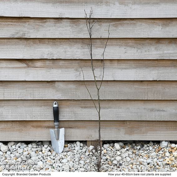 Hornbeam (Hedging)