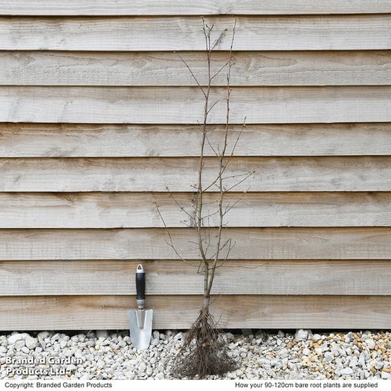 Hornbeam (Hedging)