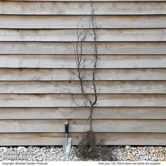 Hornbeam (Hedging)