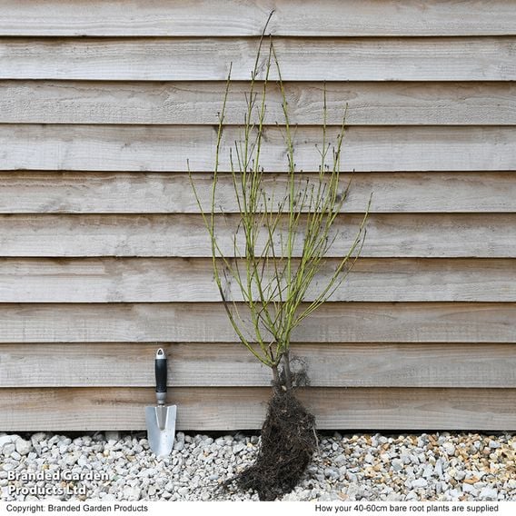 Cornus sericea 'Flaviramea' (Hedging)