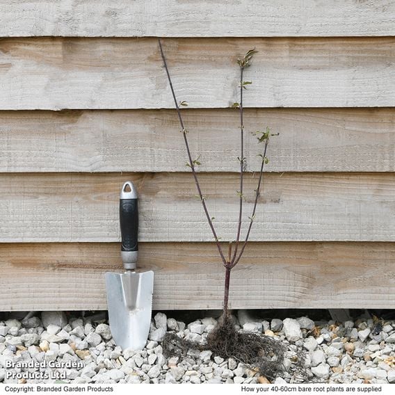 Cornus alba 'Kesselringii' (Hedging)