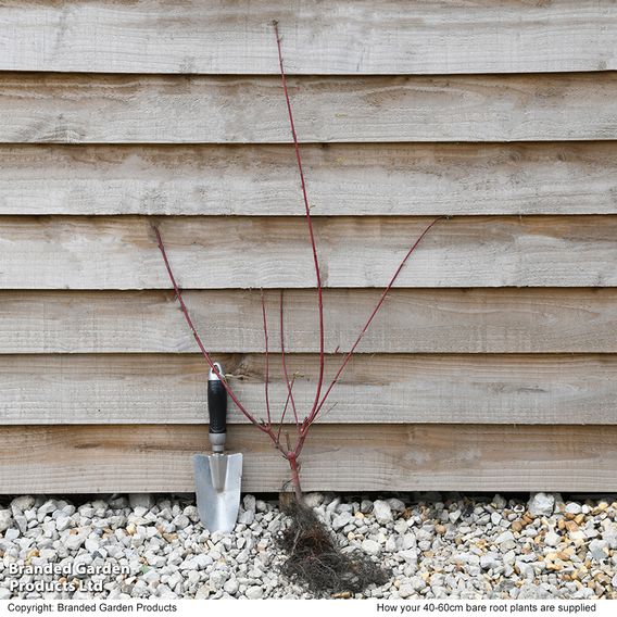 Cornus alba 'Sibirica' (Hedging)