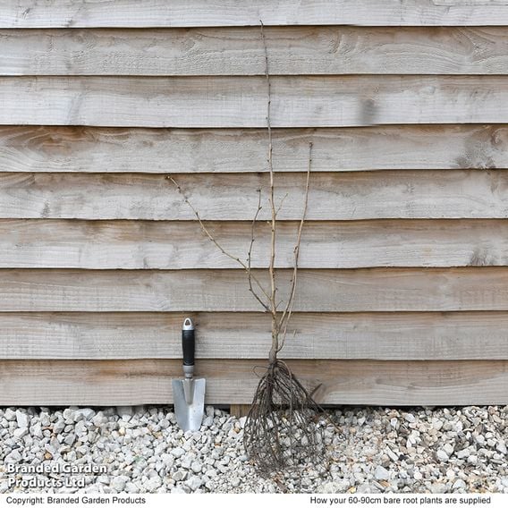 Corylus avellana (Hedging)