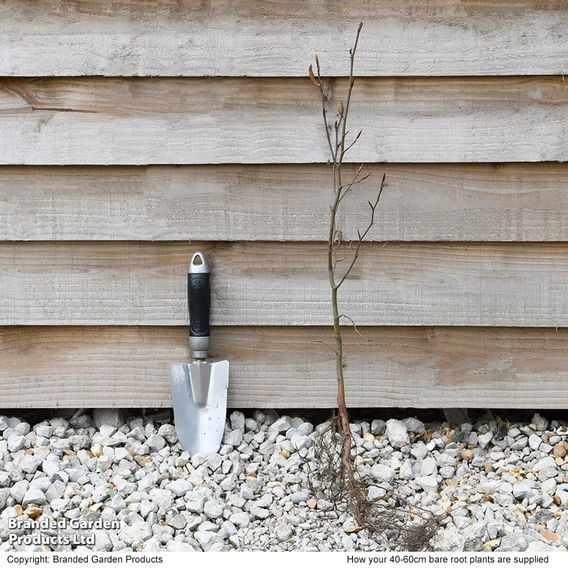 Green Beech (Hedging)