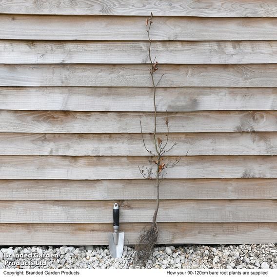 Green Beech (Hedging)