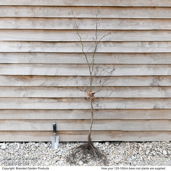 Green Beech (Hedging)