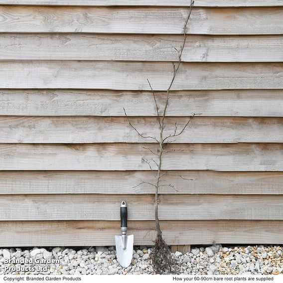 Green Beech (Hedging)