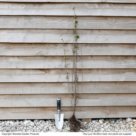 Ligustrum ovalifolium (Hedging)
