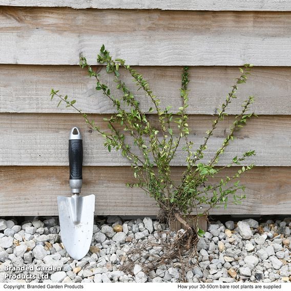 Lonicera nitida (Hedging)