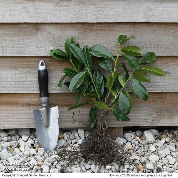 Prunus laurocerasus 'Novita' (Hedging)