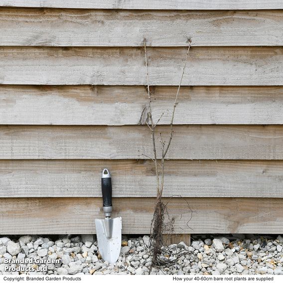 Quercus robur (Hedging)