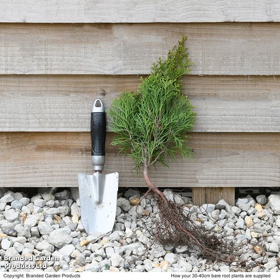 Thuja occidentalis 'Smaragd' (Hedging)