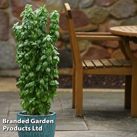 Basil 'Everleaf Emerald Towers' - Seeds