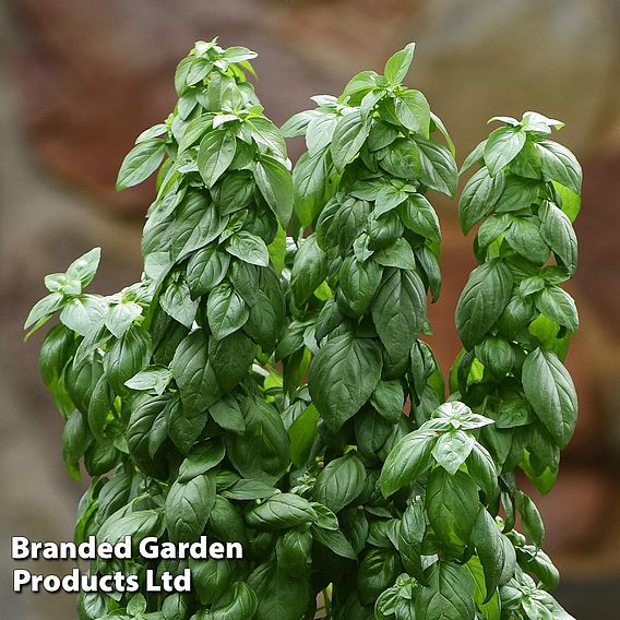 Basil 'Everleaf Emerald Towers' - Seeds