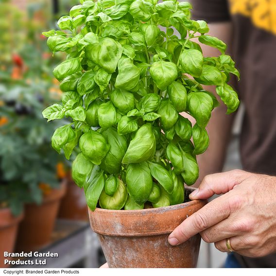 Basil 'Genovese' - Organic Seeds