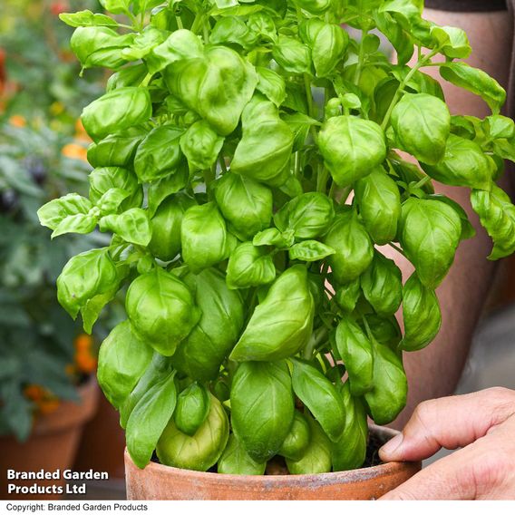 Basil 'Genovese' - Organic Seeds