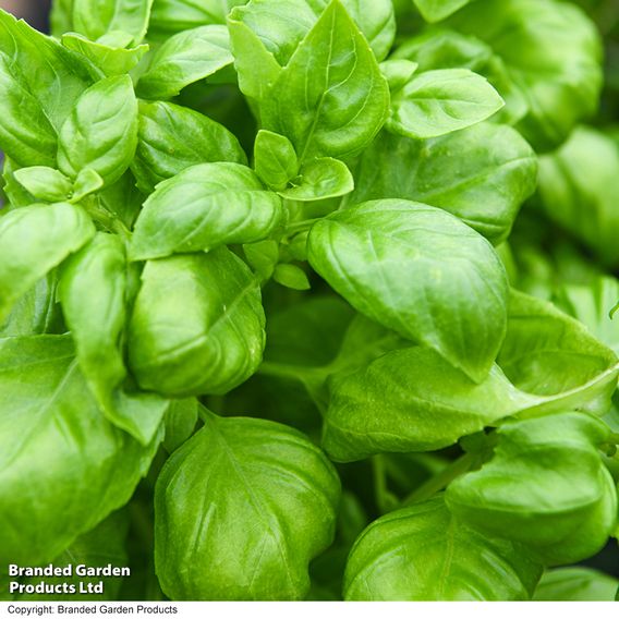 Basil 'Genovese' - Organic Seeds