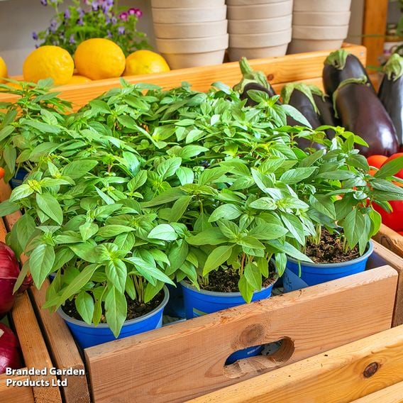 Basil 'Basilicious Thai-Zing' F1 - Herb Seeds