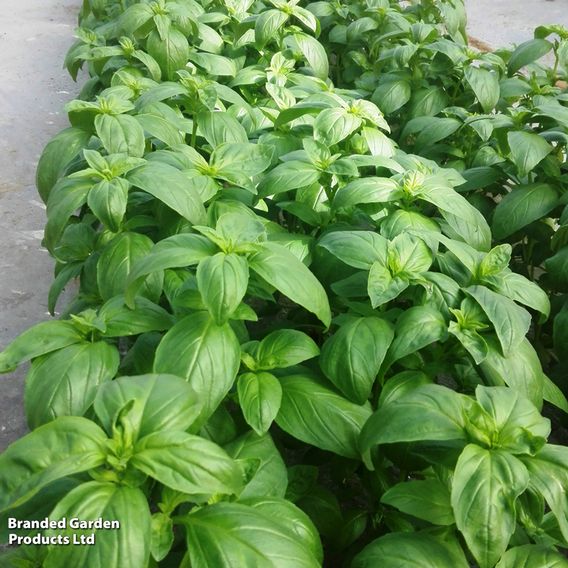 Basil 'Basilicious Verde-Sure' F1 - Herb Seeds