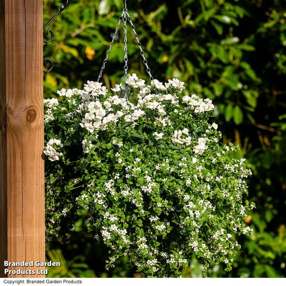 White Hanging Basket Duo
